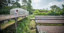 Ilustrasi Foto Petani Kopi (Foto: Dok. Ayobandung.com)