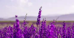 Ilustrasi Foto Bunga Lavender. (Foto: Pixabay)