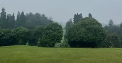 Nuansa damai dan asri di bawah langit pepohonan Uncle D Backyard. (Sumber: Dokumentasi Penulis | Foto: Carissa Syarafina)