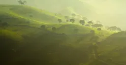 Hikayat Pangalengan, Kota Teh Kolonial yang jadi Ikon Wisata Bandung Selatan