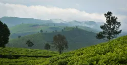 Ilustrasi kebun teh. (Foto: Rashid/Unsplash)