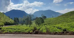 Keindahan Kebun Teh Pangalengan. (Dok. Pribadi)