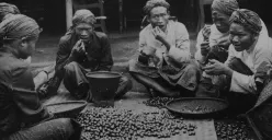 Proses pemilahan bijih kopi dengan mulut di Priangan tahun 1910-an. (Sumber: KITLV)