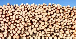 Ilustrasi kayu hasil penebangan. (Sumber: Pexels/Pixabay)