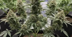 Bisakah Kesehatan Jadi Alasan? Mempersoalkan Legalisasi Ganja Medis di Indonesia