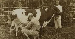 Peternak Belanda sedang memerah susu sapi di Lembang tahun 1910-an. (Sumber: Leiden University Libraries Digital Collections)