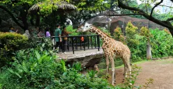 Kebun Binatang dan Runtuhnya Kemanusiaan 