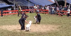 Melestarikan Seni Ketangkasan Adu Domba di Cimaung