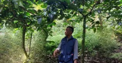 Pola agroforestry memberi ruang bagi pohon kopi tumbuh di bawah tegakan, menjaga kelembapan tanah, sekaligus memberi penghasilan bagi warga. (Sumber: Ayobandung.id | Foto: Eneng Reni Nuraisyah Jamil)