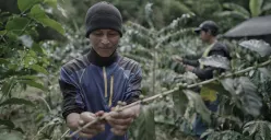 Kopi telah lama menjadi komoditas unggulan Jawa Barat. Dari lereng Gunung Papandayan hingga dataran tinggi Ciamis, ribuan petani menggantungkan hidup pada biji hitam ini. (Sumber: Ayobandung | Foto: Kavin Faza)