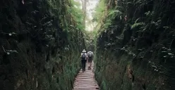 Sepasang pengunjung menyusuri lorong berlumut setinggi tiga meter yang dibangun Belanda pada 1936 di Lorong Lumut Jayagiri, Lembang, Sabtu (9/11/2025) (Sumber: Raveyfa Shinta | Foto: Raveyfa Shinta)
