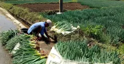 Desa Lebakmuncang dikenal sebagai salah satu simpul penting hortikultura Jawa Barat. Sayuran dari desa ini mengalir ke pasar-pasar besar di Sukabumi, Cipanas, hingga Lampung. (Sumber: Ayobandung.id | Foto: Eneng Reni Nuraisyah Jamil)