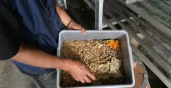 Budidaya maggot di RW 9 Lebakgede menjadi upaya warga mengolah sampah organik agar bermanfaat bagi lingkungan sekitar. (Sumber: ayobandung.id | Foto: Ikbal Tawakal)