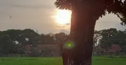 Matahari, Pohon, dan Sawah di Baleendah, Kabupaten Bandung (Sumber: Dokumentasi Pribadi | Foto: Arfi Pandu Dinata)