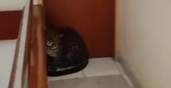 Macan tutul di Hotel Sukasari Bandung yang diduga merupakan satwa kabur dari Lembang Park & Zoo.