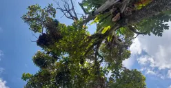 Pohon dan Langit Biru (Sumber: Dokumentasi Pribadi | Foto: Arfi Pandu Dinata)
