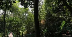 Hutan Kota Babakan Siliwangi, Kota Bandung. (Sumber: Ayobandung.id | Foto: Irfan Al-Faritsi)