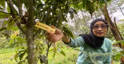 Leni Suswati menunjukkan pohon saninten. (Sumber: ayobandung.id | Foto: Restu Nugraha)