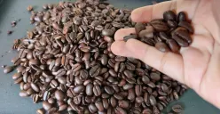 Biji kopi Arabika asal Jabar. (Sumber: Ayobandung.id | Foto: Eneng Reni Nuraisyah Jamil)