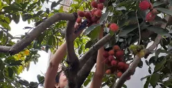 Petik buah rambutan di kebun halaman rumah penulis (Sumber: dokumen pribadi | Foto: Sri Maryati)