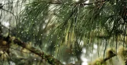 Butir-butir embun yang dijaring daun cemara gunung di lereng Gunung Rinjadi dari arah Aikberik. (Sumber: Dokumentasi Penulis | Foto: T Bachtiar)