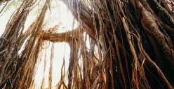 Ilustrasi pohon. (Sumber: Pexels | Foto: cottonbro studio)