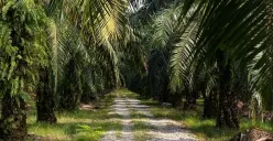 Ilustrasi perkebunan sawit (Sumber: Freepik)