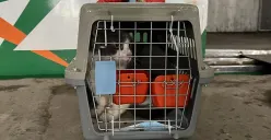 Periode Nataru 2025/2026 menjadi saksi bagaimana mobilitas masyarakat tidak hanya meningkat dalam bentuk perjalanan manusia, tetapi juga dalam arus pengiriman hewan peliharaan. (Sumber: KAI Logistik)