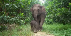 Gajah Sumatra. (Sumber: WWF Indonesia)