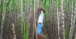 Ilustrasi petani tebu sedan beraktivitas di kebun. (Sumber: PT Perkebunan Nusantara III)