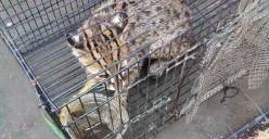 Warga setempat biasa menyebutnya Meong Congkok; dan ditemukan masuk halaman rumah. (Sumber: Dokumentasi Penulis)