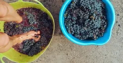 Masyarakat Romawi, Meminum Anggur yang Dicampur Timah?