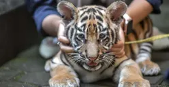 Harimau Huru dan Hara, Dua Nyawa yang Melayang di Tengah Ketidakpastian Bandung Zoo