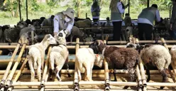 Makna Berkurban di Tengah Hidup yang Serba Sulit