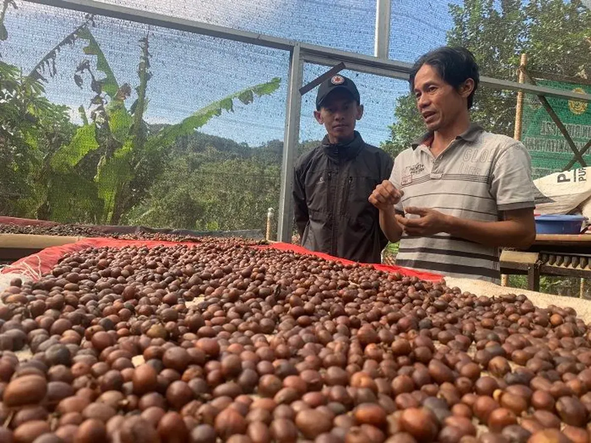 Petani Kopi Liberika di Bandung Barat. (Foto: Dok. Ayobandung.com)