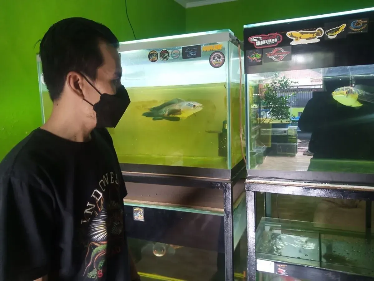 Ikan gabus hias. (Foto: Dok. Ayobandung.com)