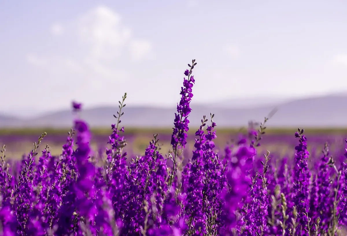 Ilustrasi Foto Bunga Lavender. (Foto: Pixabay)