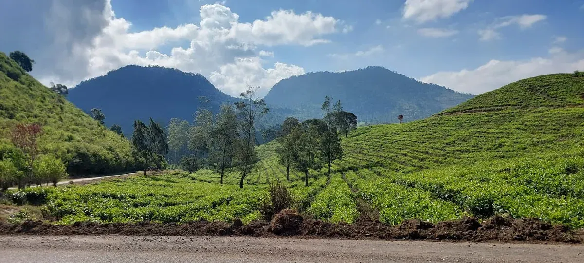 Keindahan Kebun Teh Pangalengan. (Dok. Pribadi)