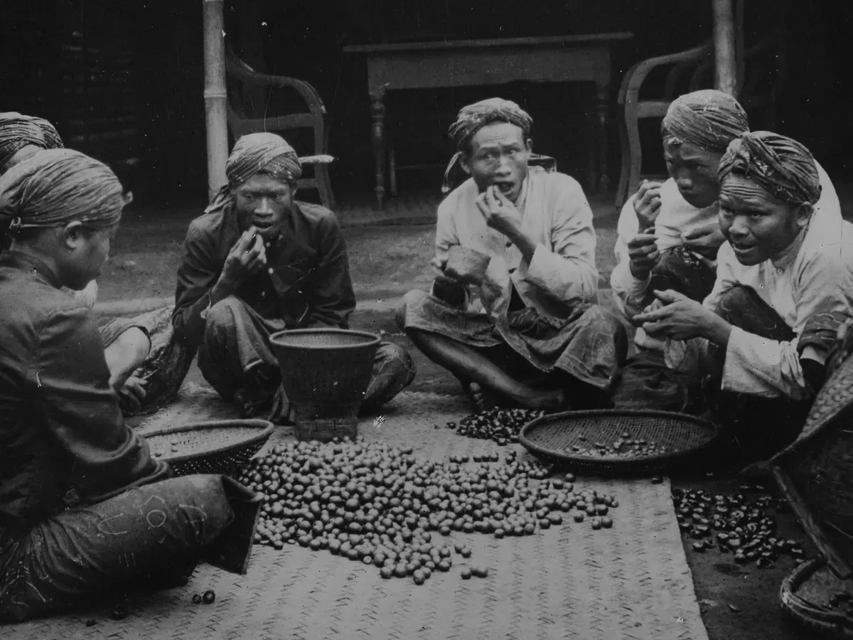 Proses pemilahan bijih kopi dengan mulut di Priangan tahun 1910-an. (Sumber: KITLV)
