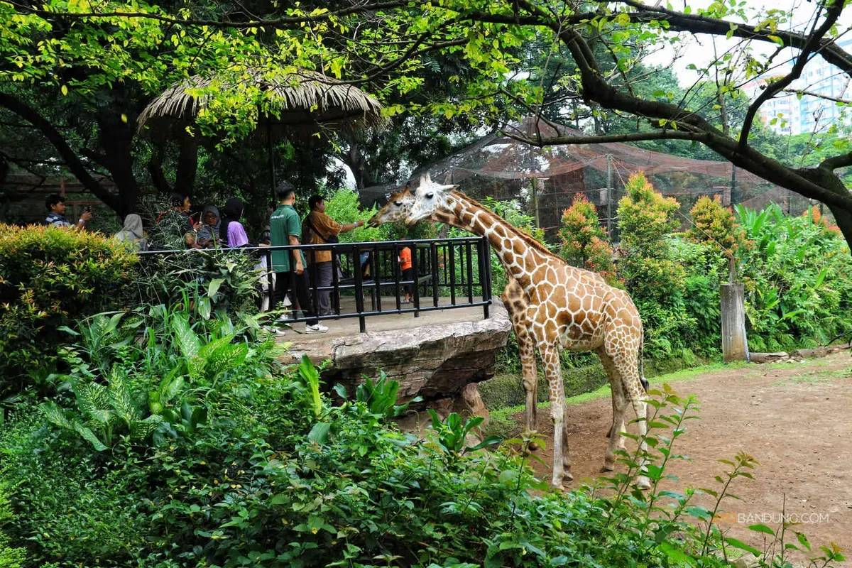 Pengunjung saat berlibur ke Bandung Zoo, Jalan Tamansari, Kota Bandung. (Sumber: Ayobandung | Foto: Irfan Al Faritsi)