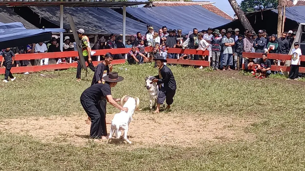 Wasit dan Peternak Sedang  Menampilkan Kesenian Ketangkasan Adu Domba di Lapangan Pangidahan (Sumber: Dokumentasi Penulis | Foto: Davi Rivaldo Ramadhan Hidayat)
