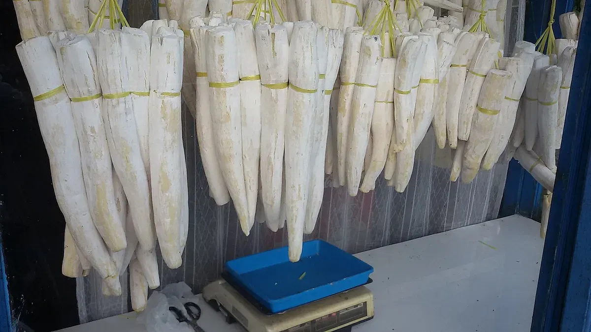 Peuyeum, ikon kuliner khas Bandung. (Sumber: Wikimedia Commons/Okkisafire)