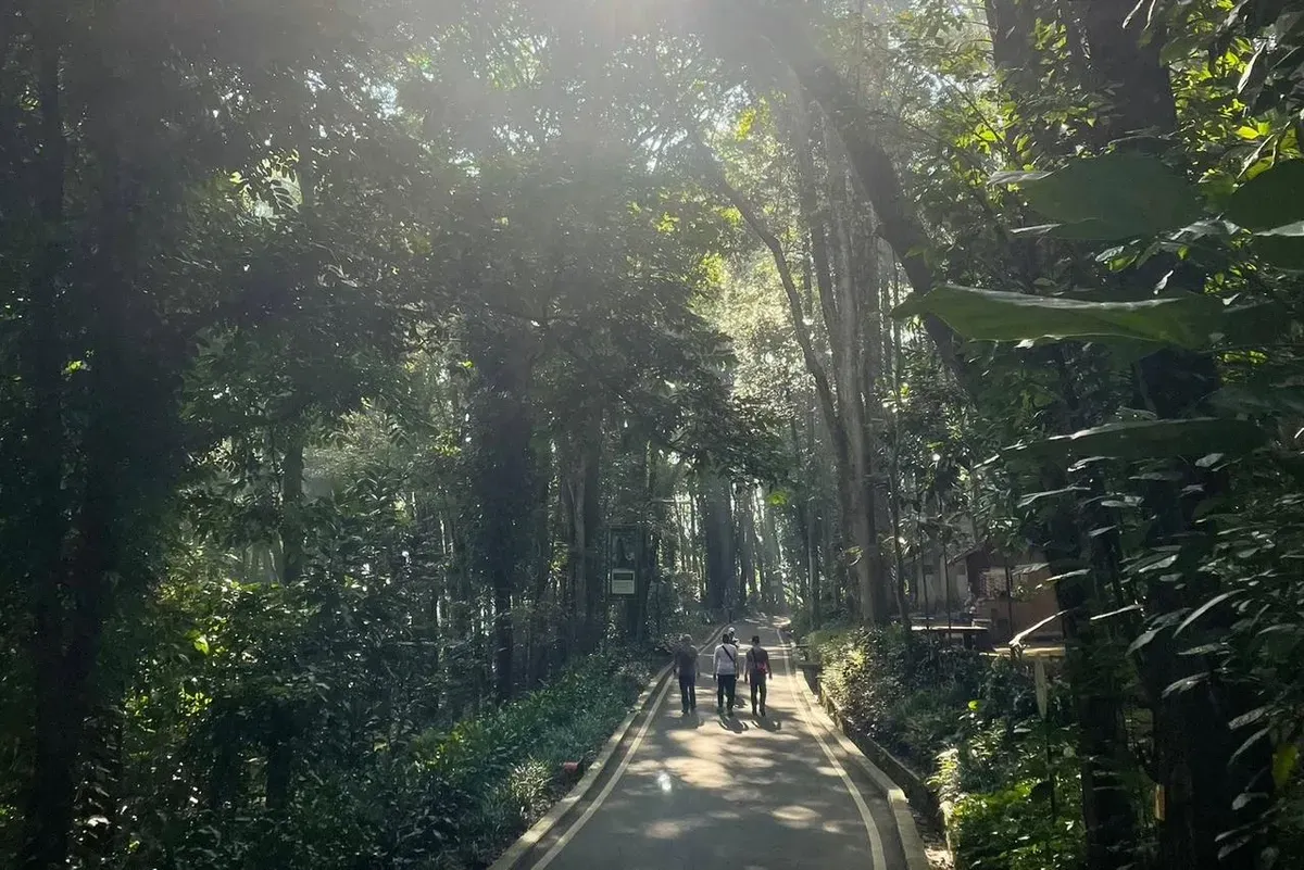 Sejumlah pengunjung berjalan santai di bawah rindangnya pepohonan, 7 November 2025, berlokasi di Taman Hutan Raya Ir. H. Djuanda, Kota Bandung (Sumber: Dokumentasi Penulis | Foto: Nindy Lazuar)