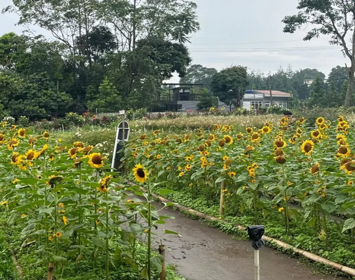 Deretan bunga matahari bermekaran menghiasi taman Jardin de Gia di kawasan Gia’s Grange. (28/10/2025) (Foto: Rasya Nathania)