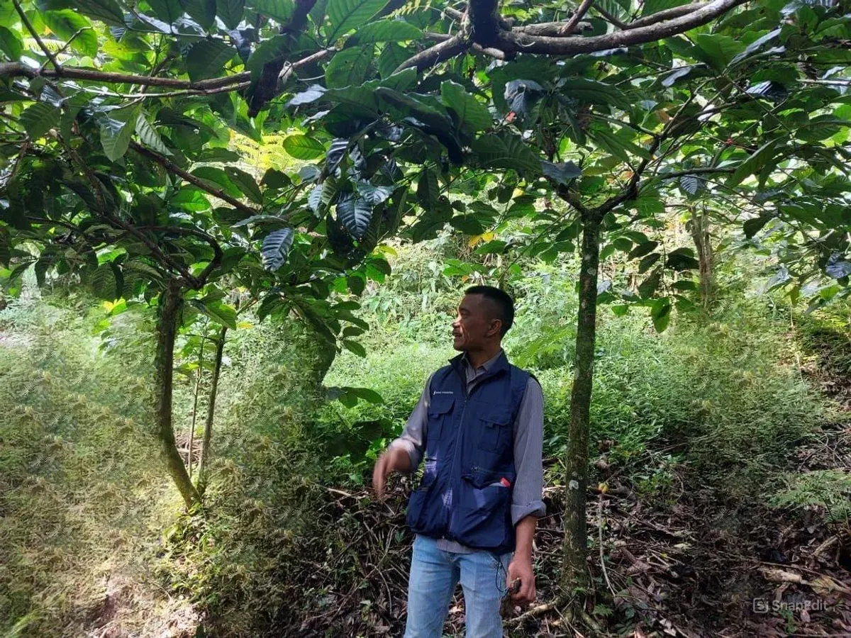 Pola agroforestry memberi ruang bagi pohon kopi tumbuh di bawah tegakan, menjaga kelembapan tanah, sekaligus memberi penghasilan bagi warga. (Sumber: Ayobandung.id | Foto: Eneng Reni Nuraisyah Jamil)