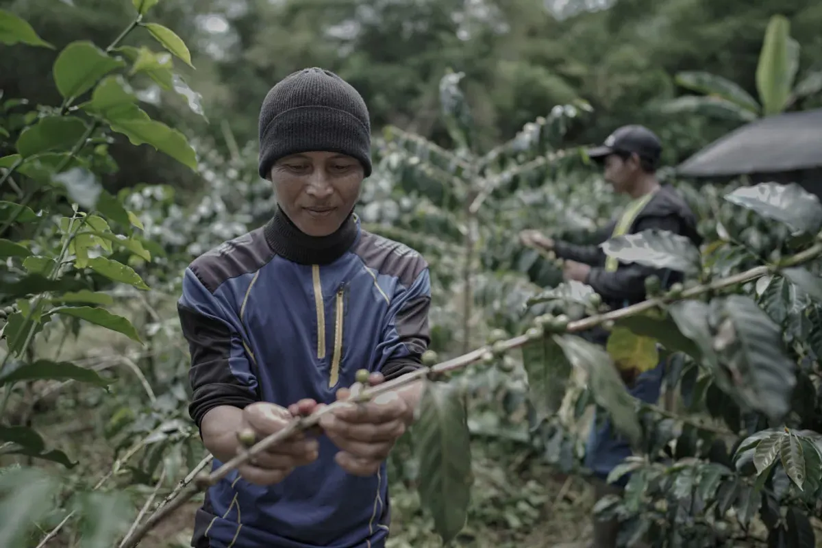 Kopi telah lama menjadi komoditas unggulan Jawa Barat. Dari lereng Gunung Papandayan hingga dataran tinggi Ciamis, ribuan petani menggantungkan hidup pada biji hitam ini. (Sumber: Ayobandung | Foto: Kavin Faza)
