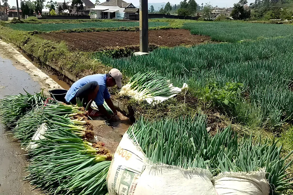 Desa Lebakmuncang dikenal sebagai salah satu simpul penting hortikultura Jawa Barat. Sayuran dari desa ini mengalir ke pasar-pasar besar di Sukabumi, Cipanas, hingga Lampung. (Sumber: Ayobandung.id | Foto: Eneng Reni Nuraisyah Jamil)