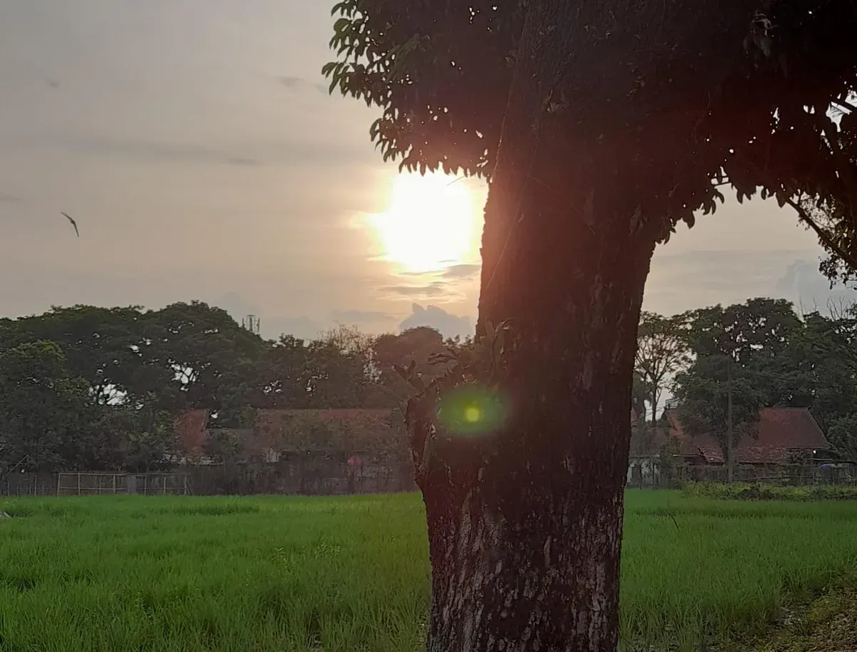 Matahari, Pohon, dan Sawah di Baleendah, Kabupaten Bandung (Sumber: Dokumentasi Pribadi | Foto: Arfi Pandu Dinata)