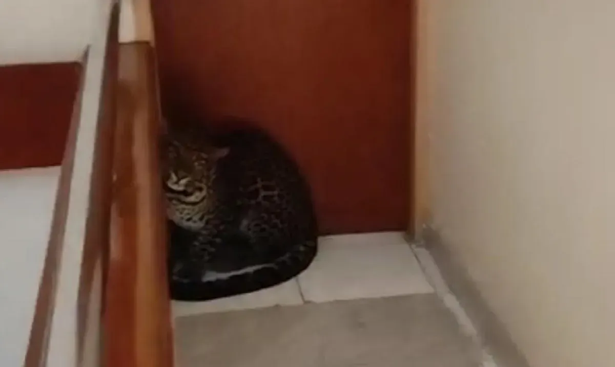 Macan tutul di Hotel Sukasari Bandung yang diduga merupakan satwa kabur dari Lembang Park & Zoo.