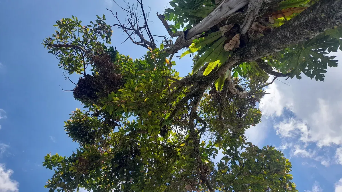 Pohon dan Langit Biru (Sumber: Dokumentasi Pribadi | Foto: Arfi Pandu Dinata)